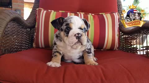 Rare English Bulldog Puppies