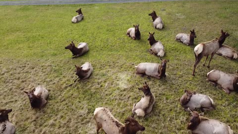 Elk Party #elk #animals # wildlife #oregoncoast #outdoors #cute #cool