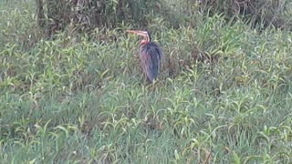 A beautiful Purple Heron