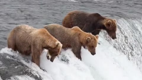 Brown bear 🐻🐻 catching fish 🐟