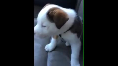 Dog gets annoyed by its own hiccup