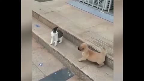 Funny Cat And Dog