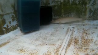 Live minnows for my northern pike by PIRANHA FISH AND FRIENDS