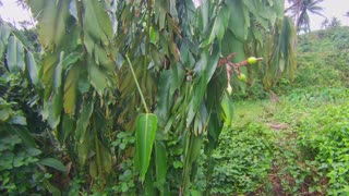 Wild Edible - Tagbak (Alpinia elegans)