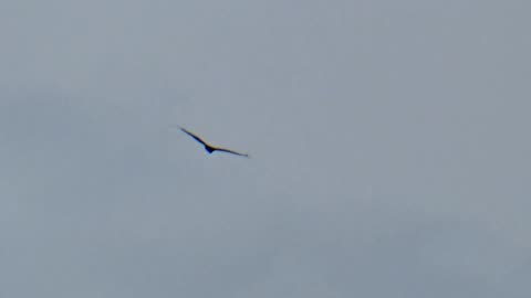 Turkey Vulture