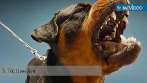 10 Most Dangerous Dogs in the World Ranking