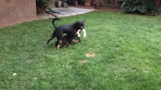 Puppy Tug-O-War