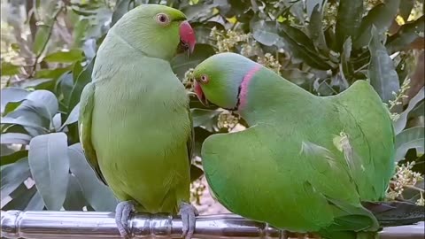 Ringneck Parrot Videos Compilation!!!