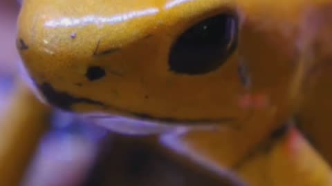 Unique Facts about the Poisonous Golden Frog