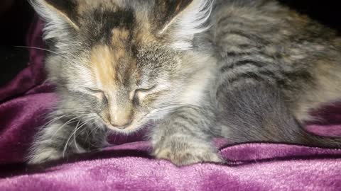 Cute kitty obsessed with making biscuits