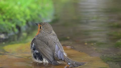 Robin washing