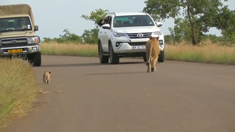 Lioness brings her cubs to safety from tourists