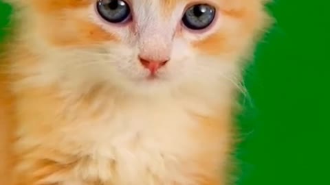 Cute cute cat # cut