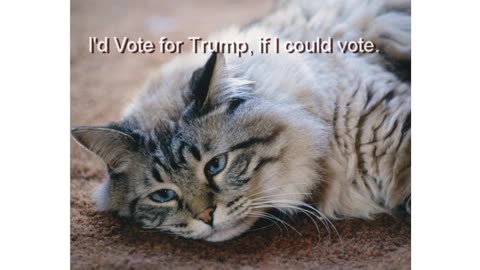 If Pets Could Vote