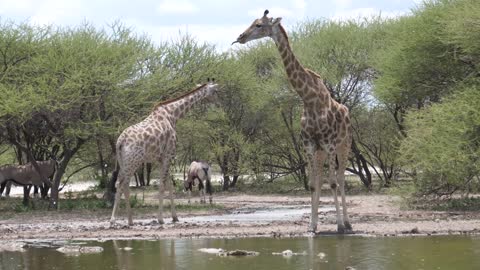 Two giraffe at a waterpool in Central Kalahari Game Reserve, Botswana