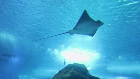 Underwater Footage of a shark and a sea ghost