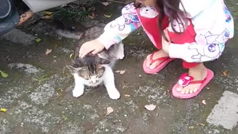 play with cute cat