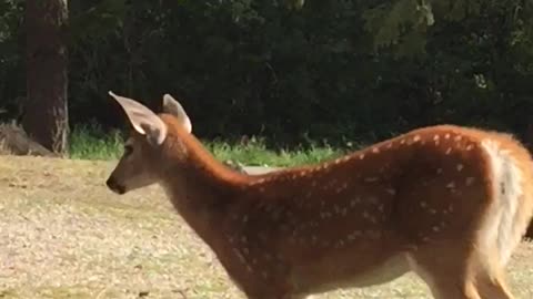 Fawn meets little dog.