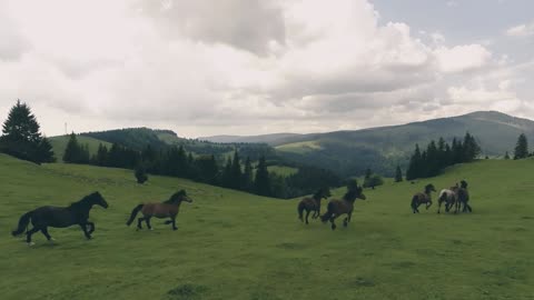 Horses Running On Grassland