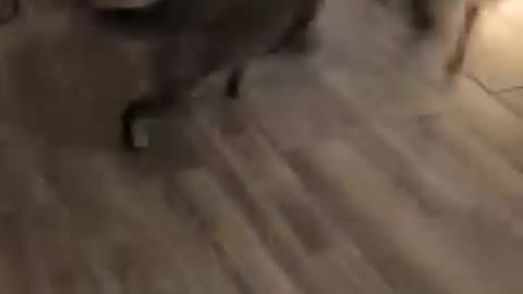 Dog and cat funny video