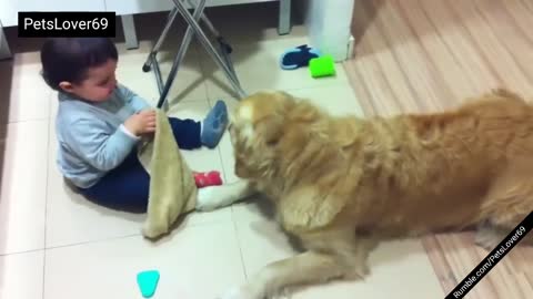 Cute Golden Retriever Puppy and Baby Videos