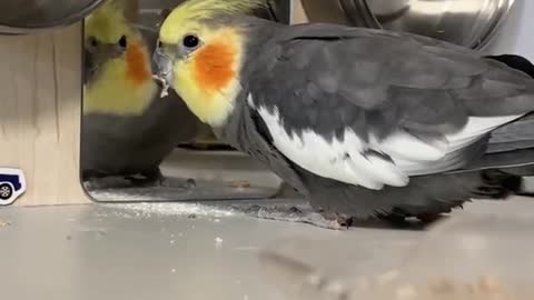 Cocktail bird eats cereal and wanders around the room and looks at itself in the mirror (2)