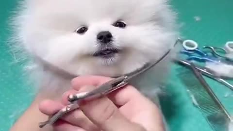 cute funny dog video