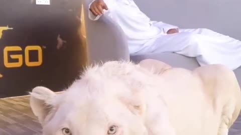 White lion roar to camera protect dubai Prince video