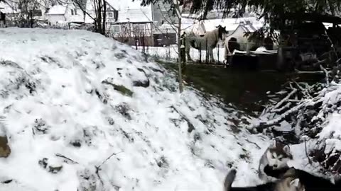 Alaskan Malamute puppies, 9 weeks old, Having fun in the snow...