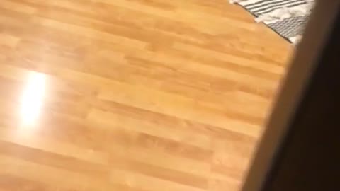 Bulldog runs across wooden floor, too fat to jump on black chair