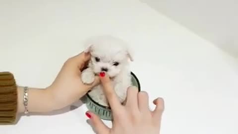 Cute Teacup Maltese