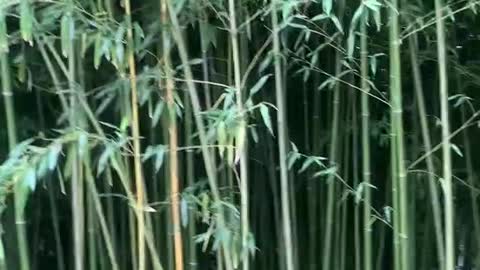 Dense bamboo forest, a lot of mosquitoes!