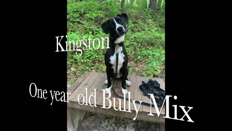 Kingston 1 Year Old Bully Mix Dog Obedience Training