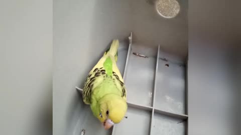 Budgie fighting