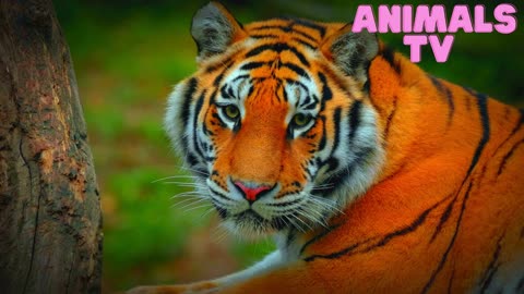 Angry tiger,Sumatran tiger (Panthera tigris sumatrae) beautiful animal and his portrait