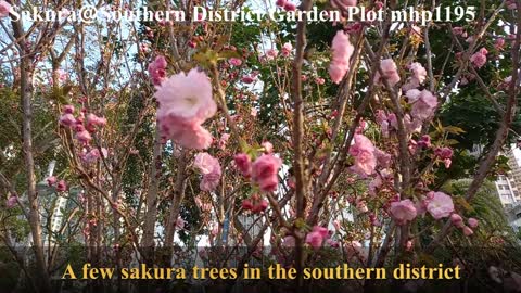 櫻花＠香港花卉展覽2021南區園圃 Sakura＠Southern District Garden Plot, Apleichau, mhp1195, Mar 2021