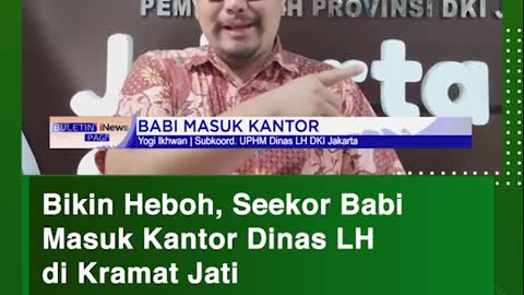 Blkln Heboh, Seekor BablMasuk Kantor Dinas LHdi Kramat Jati