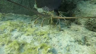 Sunset Freedive/Lionfish