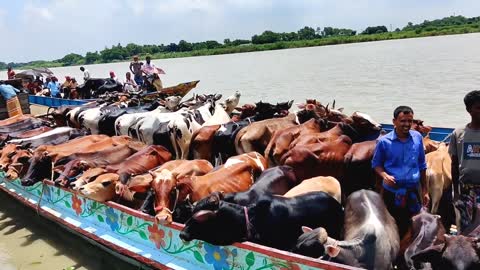 cow unloading, cow videos, cow video, big cow, goru hamba cow