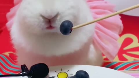 My family has a very cute rabbit. Mr. Rabbit eats blueberries