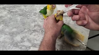 Herbie Hand Feeding