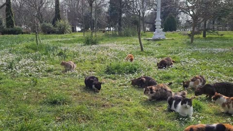 Cute cat gets jealous of other cat and Slaps Her