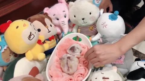 Adorable puppy funny and lovely ! Aww Baby