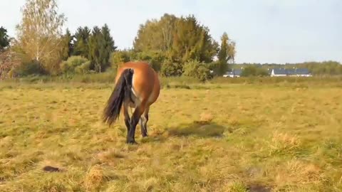 Horse training | HDR 60fps