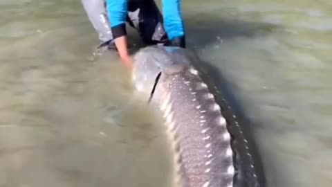 Tell Shark travel in river So amazing