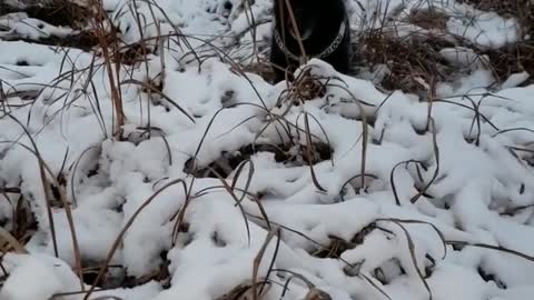 Bind doggy extremely excited for first snowfall