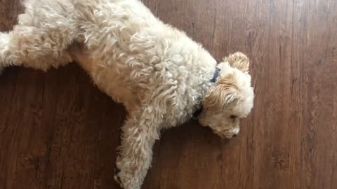 Dog Mental Exercise (For A More Relaxed Dog)