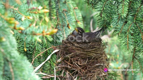 Nesting Secrets: Inside the Intricate World of Bird Nests