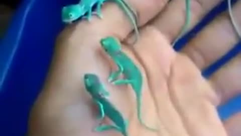 strange lizard-like creatures