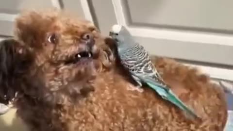 Funny Animal Videos 2022 😂#6